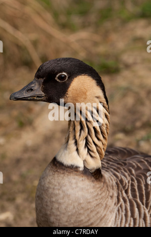 Hawiian oche o Nene Branta sandvicensis). Foto Stock