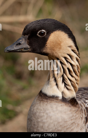 Hawiian oche o Nene Branta sandvicensis). Foto Stock