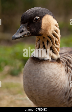 Hawiian o Nene Goose (Branta sandvicensis). Foto Stock