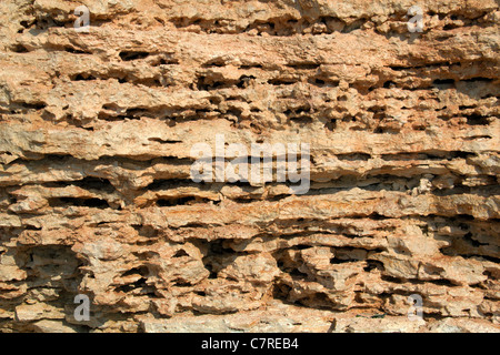 La texture di calcare Foto Stock