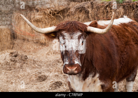 Inglese Longhorn Vacca (Bos taurus). Ritratto. Foto Stock