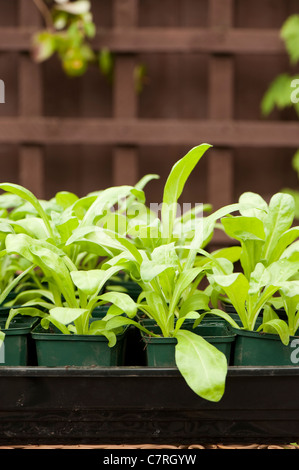 Giovani Calendula piante, Calendula officinalis 'cocktail di agrumi", crescendo in vasi di fiori Foto Stock