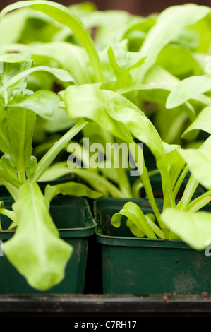 Giovani Calendula piante, Calendula officinalis 'cocktail di agrumi", crescendo in vasi di fiori Foto Stock