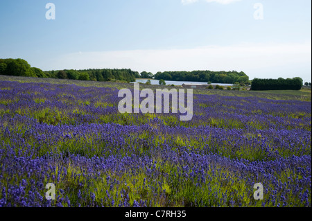 Campo di Lavanda, Lavandula x intermedia 'Grosso', a Snowshill Fattoria di Lavanda, Worcestershire, England, Regno Unito Foto Stock