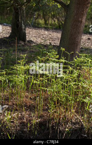 Bracken (Pteridium aquilinum). Crescita Frond in una radura del bosco. Tronchi di alberi; quercia (Quercus robur). La molla, Norfolk, Inghilterra. Foto Stock