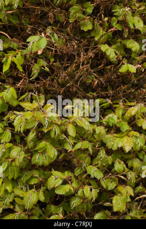 Il faggio (Fagus sylvatica). Appena emerso foglie in una siepe. Molla. Foto Stock