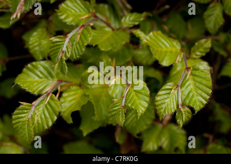 Il faggio (Fagus sylvatica). Appena emerso foglie in una siepe. Molla. Maggio. Norfolk. Foto Stock