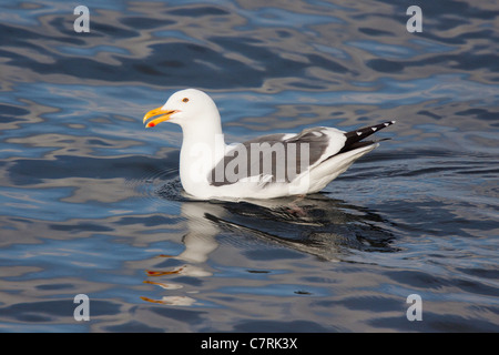 Western Gull Larus occidentalis Monterey, California, UUnited membri 22 Aprile Laridae adulti Foto Stock