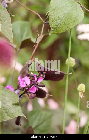 Lablab purpureus, Lablab o fagiolo di giacinto Foto Stock