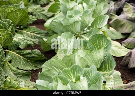 Cavolo 'Brigadier', Brassica oleracea capitata Foto Stock