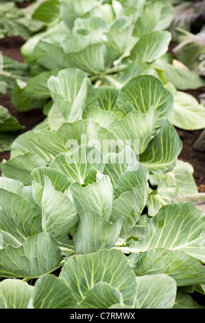 Cavolo 'Brigadier', Brassica oleracea capitata Foto Stock