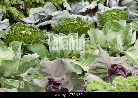 Cavoli cappucci 'Brigadier' e 'Serpentine', Brassica oleracea capitata Foto Stock