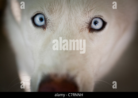 White Siberian Husky-close-up Foto Stock