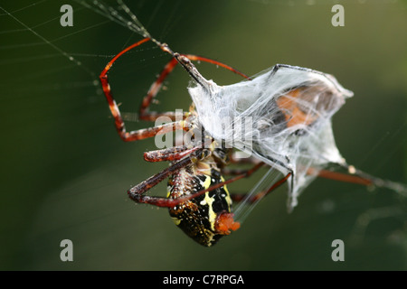 Firma Spider Argiope sp. Incapsula la preda nel suo Silken Web Foto Stock