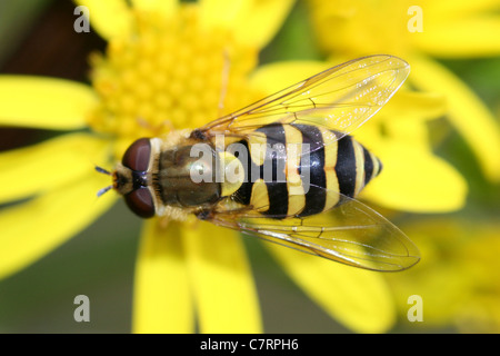 Hoverfly Syrphus ribesii su erba tossica fiore Foto Stock