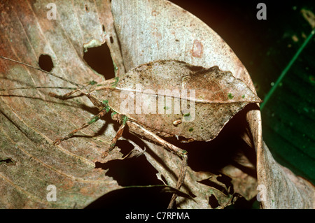 Bush-cricket / katydid (Typophyllum sp.: Tettigoniidae) attivo durante la notte, mimando una foglia morta, la foresta pluviale amazzonica, Venezuela Foto Stock