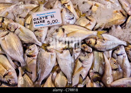 Pesce fresco (Sparus aurata) per la vendita sul mercato locale a Bologna, Italia Foto Stock