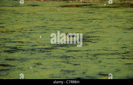 Un Moorhen nuota su un mare di erbaccia e alghe sul Queens Park pond Brighton nel tempo caldo Foto Stock