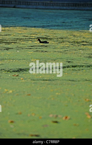 Un Moorhen nuota su un mare di erbaccia e alghe sul Queens Park pond Brighton nel tempo caldo Foto Stock