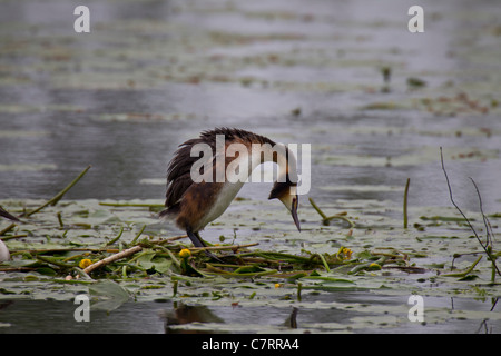 Svasso maggiore Haubentaucher Lappentaucherartige NATURSCHUTZ NEST Podiceps cristatus Podicipedidae Taucher Vogel Lappentauc Foto Stock