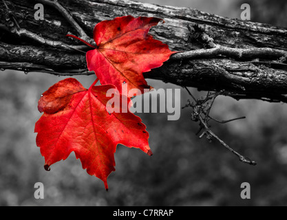 Close up di due foglie da uve di stock in Autunno colori Foto Stock