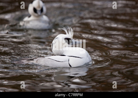 Zwergsaeger, Mergellus albellus, smew Foto Stock