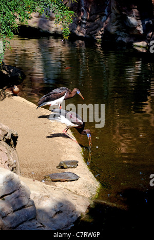 La Abdim Stork, (Ciconia abdimii), Fuengirola Zoo (Bioparco), Fuengirola, Costa del Sol, provincia di Malaga, Andalusia. Foto Stock