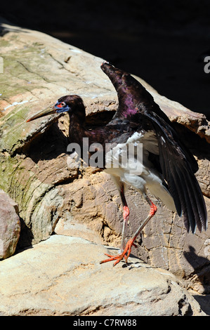 La Abdim Stork, (Ciconia abdimii), Fuengirola Zoo (Bioparco), Fuengirola, Costa del Sol, provincia di Malaga, Andalusia. Foto Stock