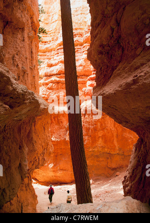 Un solitario albero a Bryce Canyon Foto Stock