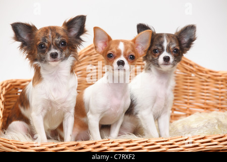 Chihuahua e cuccioli, 3 1/2 mesi, longhaired e dai capelli lisci Foto Stock