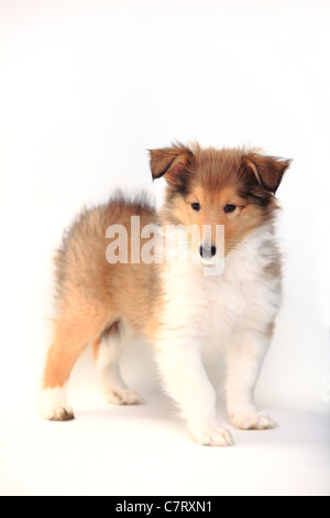 Collie ruvida, cucciolo, sable-bianco, 8 settimane Foto Stock