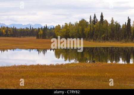 ALASKA, STATI UNITI D'AMERICA - Zone umide in prossimità Petersville Road. Foto Stock