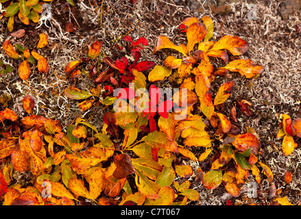DENALI STATE PARK, Alaska, Stati Uniti d'America - Lichen e piccole piante, autunno sul crinale Kesugi. Foto Stock