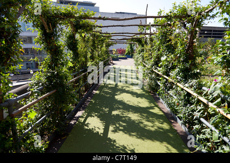 Eden Project creato roof garden sulla sommità della Queen Elizabeth Hall, Southbank, Londra. Foto Stock