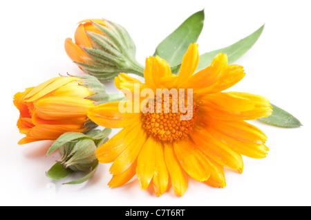 Fiori di Calendula isolato su uno sfondo bianco. Foto Stock