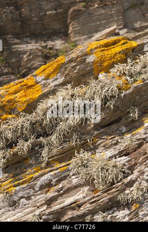 Mare arancione lichen Caloplaca marina , Xanthoria parietina e Ramalina siliquosa colonizza il litorale superiore zona litorale Foto Stock