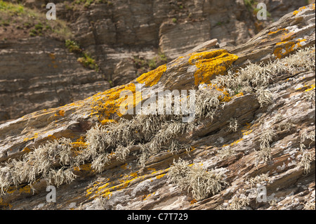 Mare arancione lichen Caloplaca marina , Xanthoria parietina e Ramalina siliquosa colonizza il litorale superiore zona litorale Foto Stock