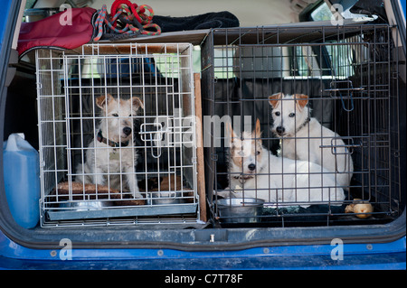 Jack Russell Terrier cani in gabbie Foto Stock