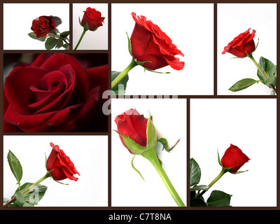 Montaggio di differenti red rose fiori collage di foto Foto Stock