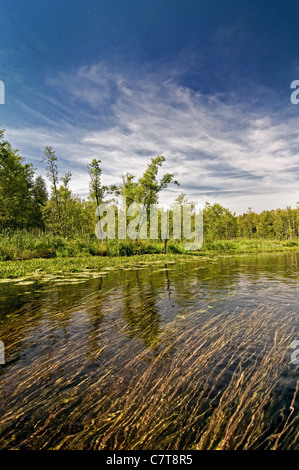 Vista lago con ninfee. Mazury in Polonia Foto Stock