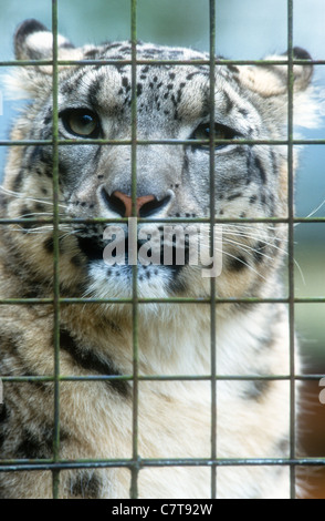Captive Snow Leopard, Uncia uncia o Panthera uncia, Marwell Zoo, Inghilterra. Foto Stock