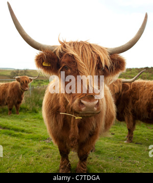 Hardy Highland bestiame bovino o kyloe con log di corna e rosso marrone rivestire a Kilhern sul Southern Upland Way, Galloway, Scozia Foto Stock