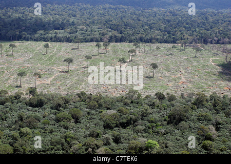 Vista aerea Amazon rain forest gioco per l'agricoltura isolato Brasile alberi da frutta a guscio condannato a morte gli alberi caduti Deforestazione Foto Stock