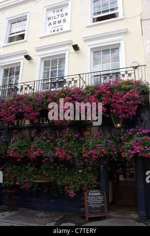 Il Wilton ARMS pub situato in Kinnerton Street, una strada tranquilla nei mercati Belgavia area di Londra. Foto Stock