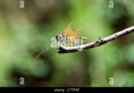 Giallo-winged Darter dragon fly sul ramo Rio Guadiana, Algarve, PORTOGALLO Foto Stock