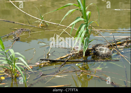 Nido con uova floating lungo il fiume Foto Stock