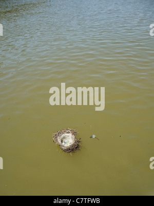 Nido con uova floating lungo il fiume Foto Stock