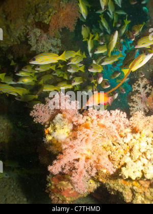 Scuola di Bluelined lutiani nuoto intorno a Grotta del corallo e fessure Foto Stock