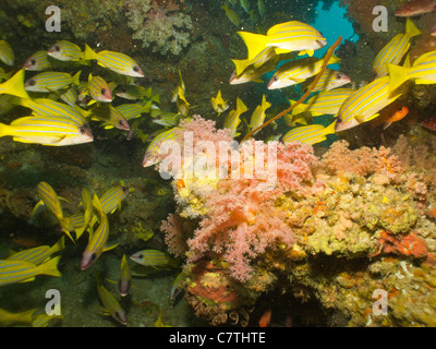 Scuola di Bluelined lutiani nuoto intorno a Grotta del corallo e fessure Foto Stock