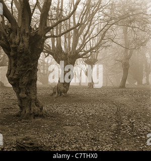 Vecchi alberi di faggio gnarled (o forse carpino) in un giorno nebby in gennaio a Epping Forest, Essex UK Foto Stock